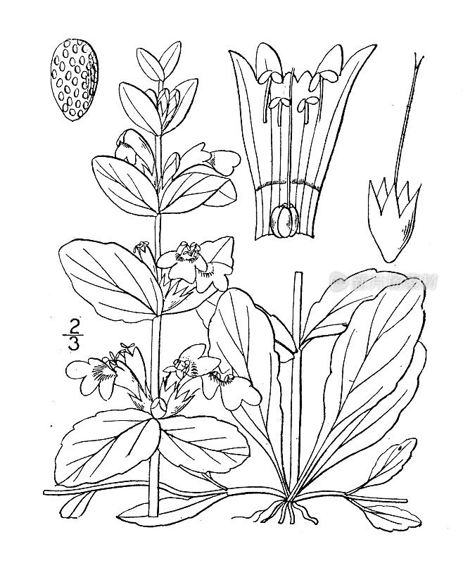 古植物学植物插图:Ajuga reptans, Bugle